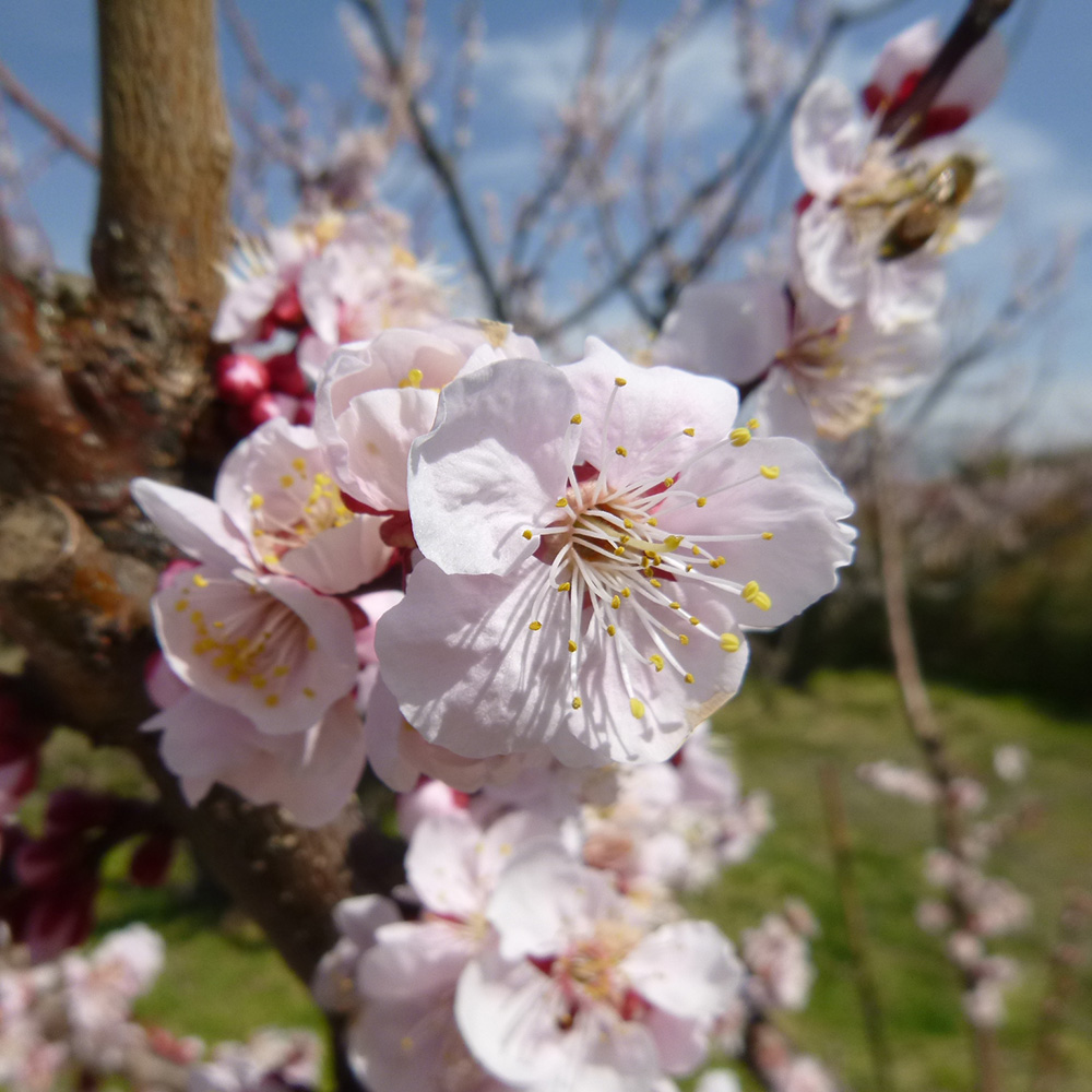 アンズ 株式会社アスコット