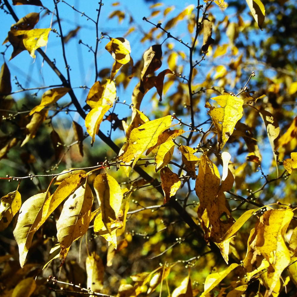 アブラチャン 株式会社アスコット