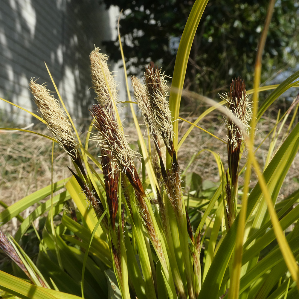 カレックス ‘エバリロ’ 株式会社アスコット